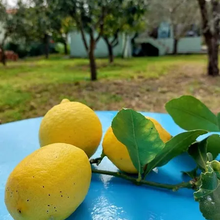 Tatil Evi Citrus Tree Garden House