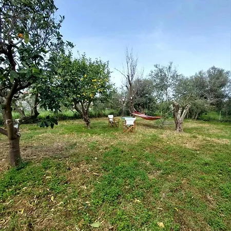 Citrus Tree Garden House *